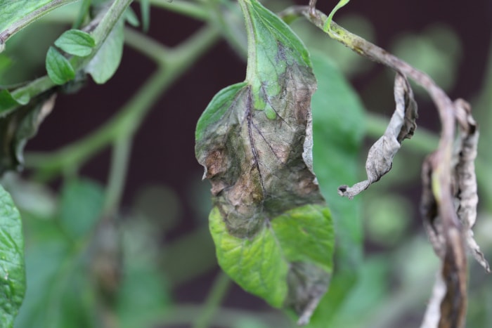 vue rapprochée des feuilles atteintes de pourriture fongique