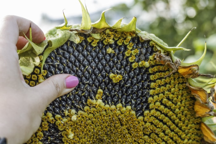 la main d'une femme montre comment les graines poussent dans une fleur de tournesol.