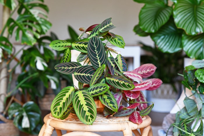 Plante d'intérieur tropicale 'Maranta Leuconeura Fascinator&#039 ; avec feuilles avec motif exotique à rayures rouges table dans le salon avec de nombreuses plantes