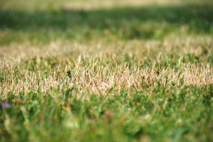 12 façons de prédire le temps en observant la nature dans votre jardin - dry grass