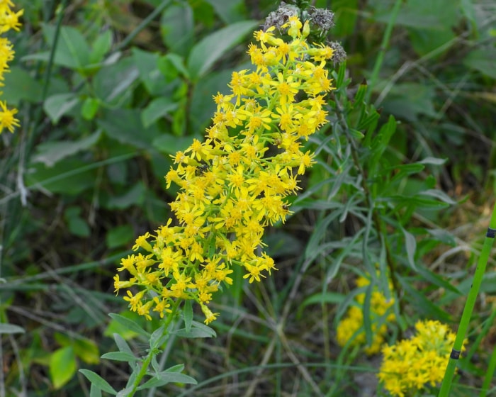 Verge d'or voyante (Solidago speciosa)