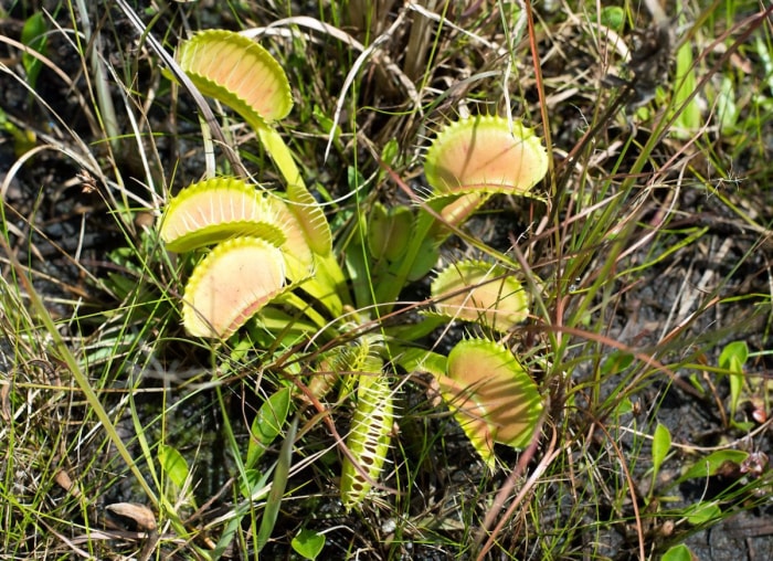 20 endroits à voir absolument si vous aimez les plantes