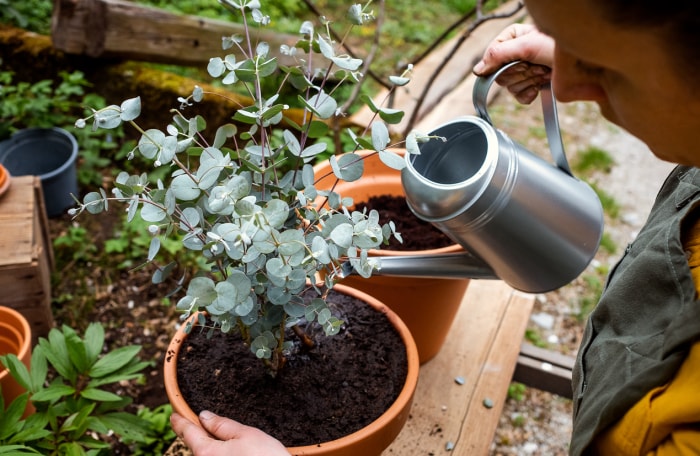 femme prenant soin d'une plante d'eucalyptus en pot