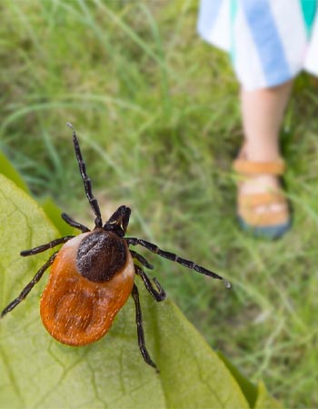 Les nuisibles courants du jardin Les tiques