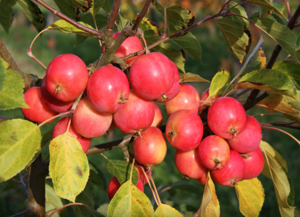 Gelée de pomme royale