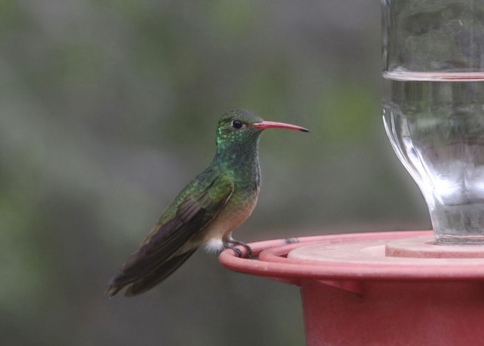 types de colibris