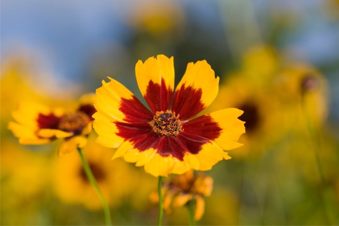 plantes résistantes aux lapins