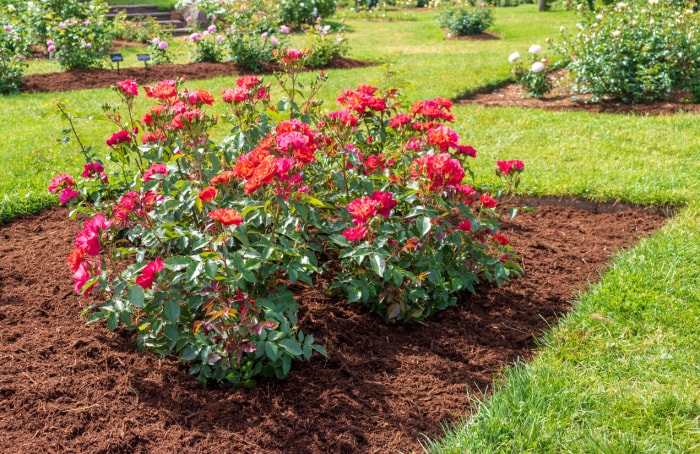 Plusieurs rosiers « Cinco de Mayo » fleurissent dans un parterre soigneusement paillé.