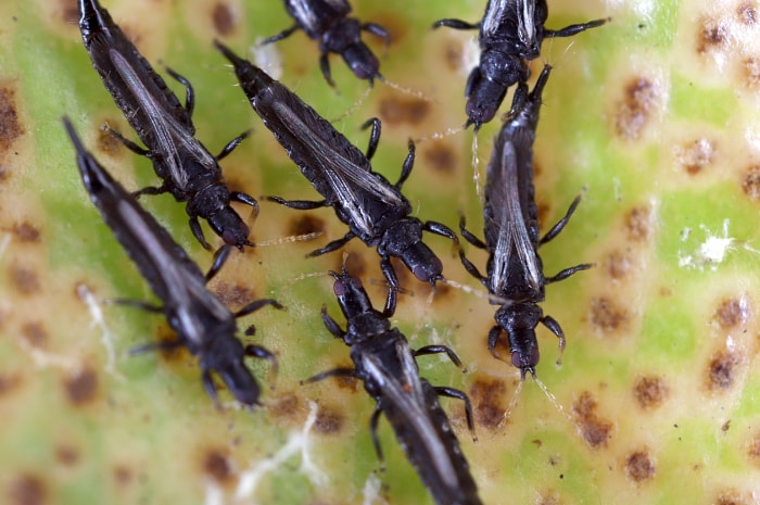 insecte noir long et maigre dans la maison