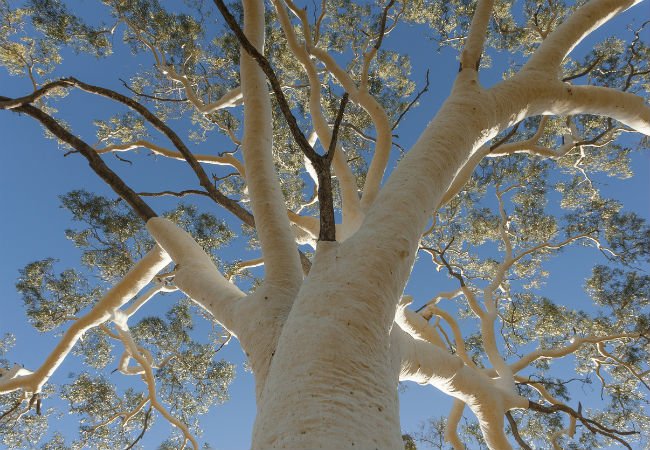 4 arbres à écorce blanche – Le Gommier fantôme