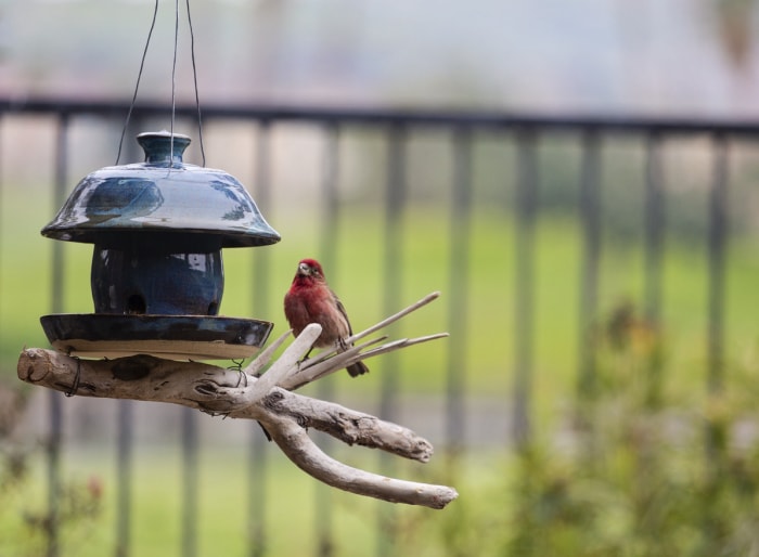 Roselin rouge sur une branche près d'une mangeoire dans le jardin