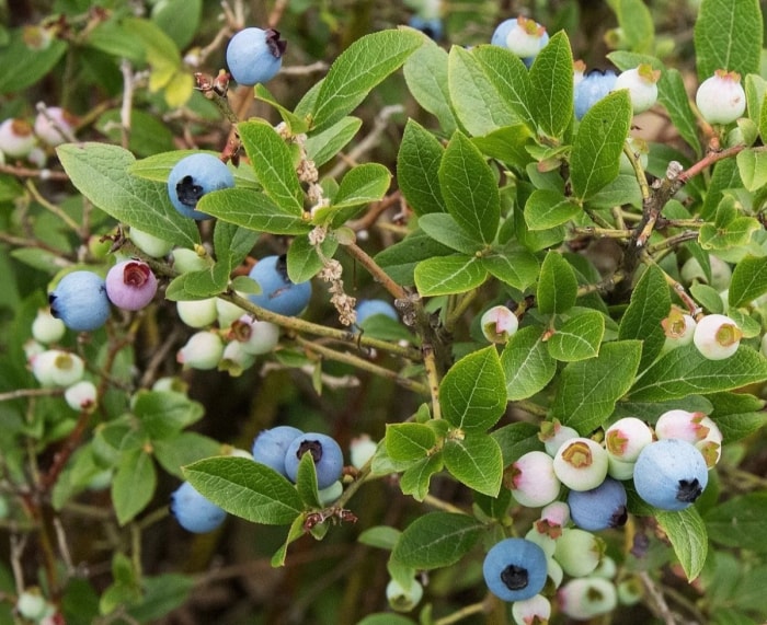 Myrtillier nain avec de nombreuses myrtilles.