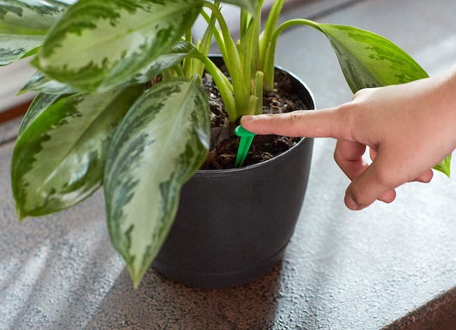 12 astuces pratiques pour les parents paresseux de plantes d'intérieur