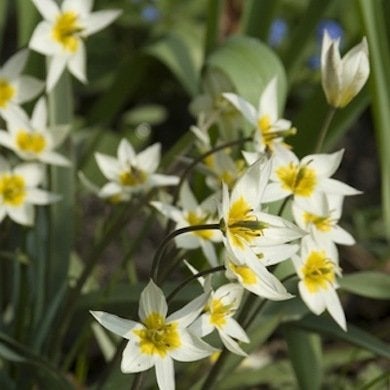 Tulipes botaniques : Joyaux du jardin