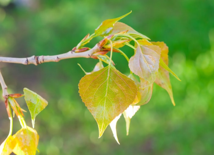 10 plantes à croissance rapide pour un attrait extérieur (presque) instantané