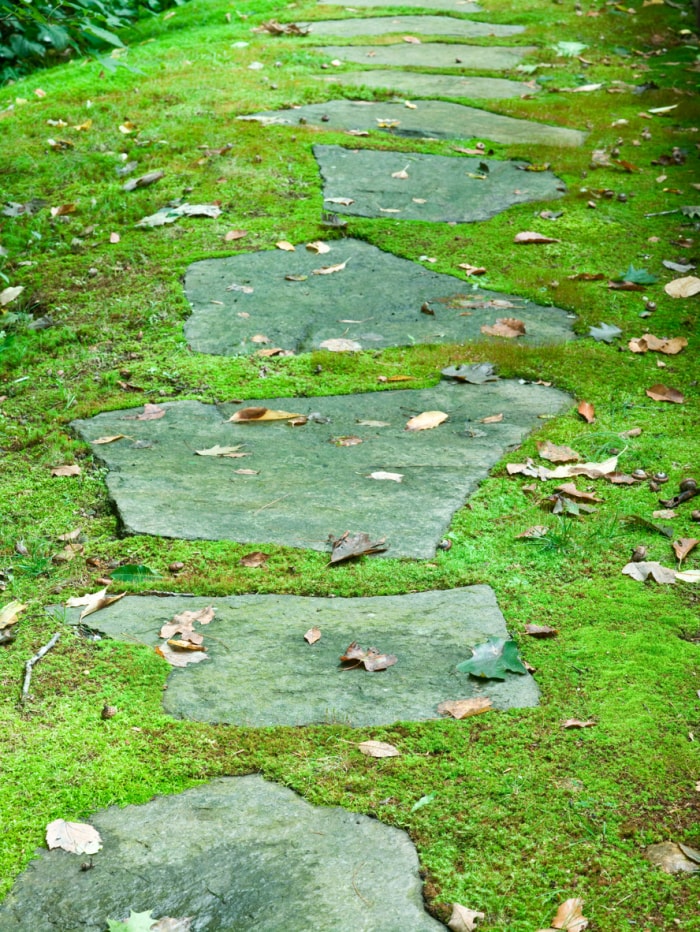 grandes dalles de pierre du sentier dans une pelouse de mousse d'un vert éclatant