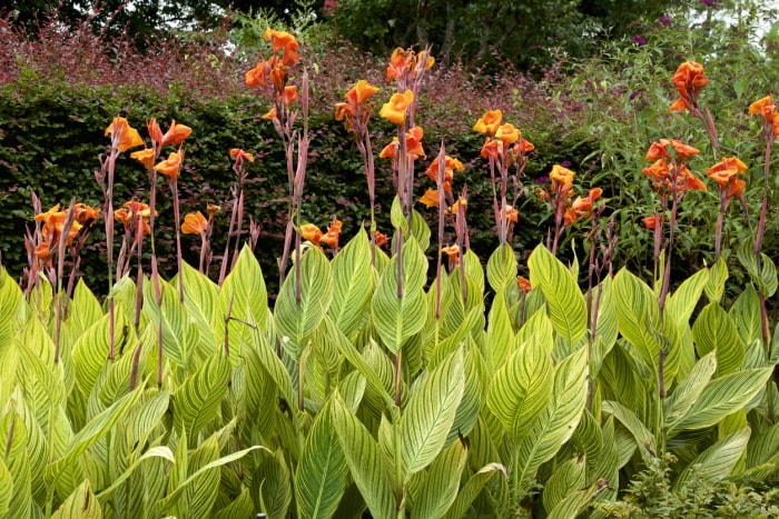 plantes d'étang