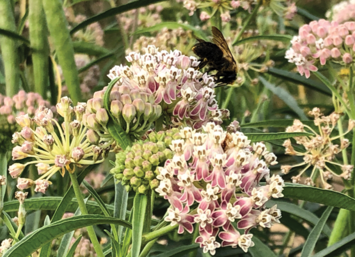 Assurez la réussite de votre jardin en commandant en ligne auprès de ces entreprises de semences