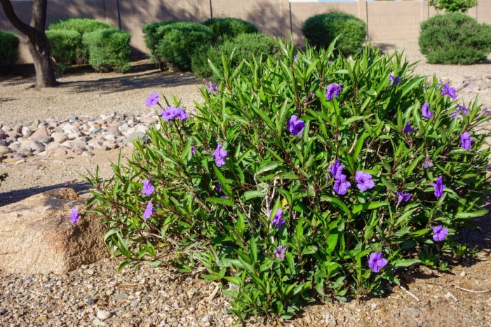 Un arbuste à fleurs violettes dans un xériscape résidentiel tolérant à la sécheresse avec des rochers et des arbustes à feuilles persistantes.