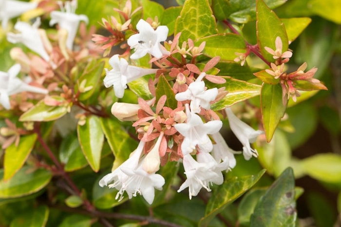 Gros plan d'un arbuste d'abelia brillant avec des fleurs blanches de type chèvrefeuille.