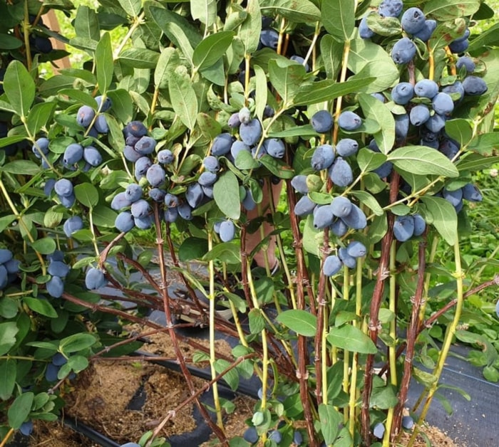 Grosses baies tubulaires bleues sur un buisson