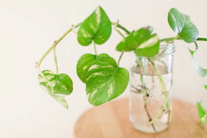 plantes qui poussent dans l'eau - propagation du pothos doré