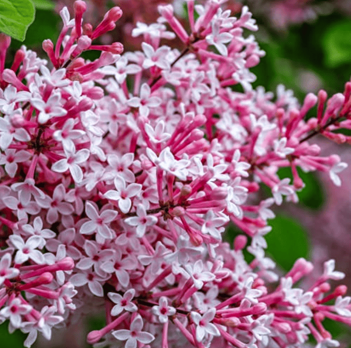 variétés de lilas