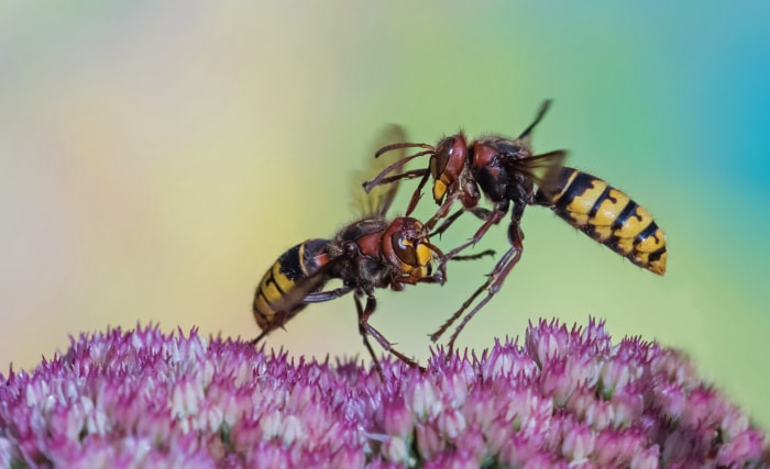 frelon contre guêpe