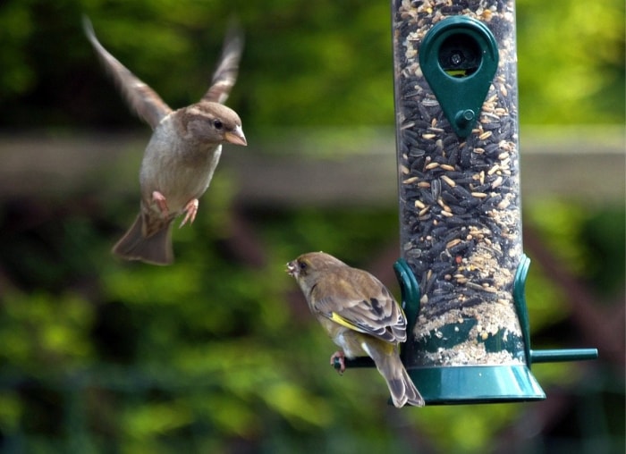 12 façons d’être un bon voisin pour la faune de votre jardin