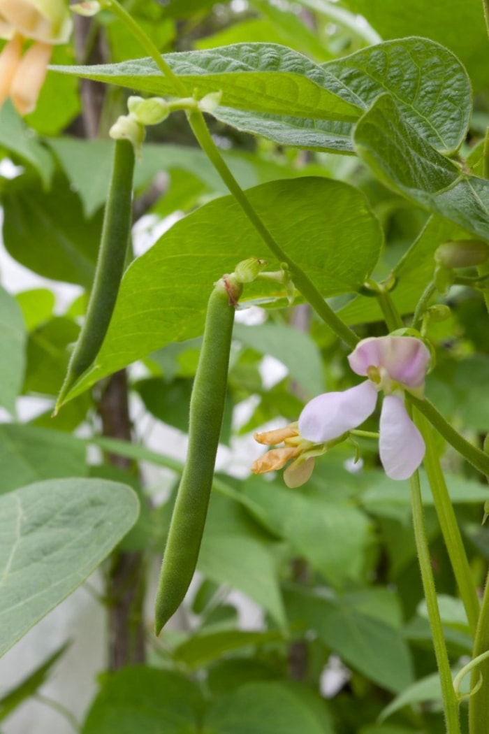 Plants de haricots verts poussant dans un jardin en juin.