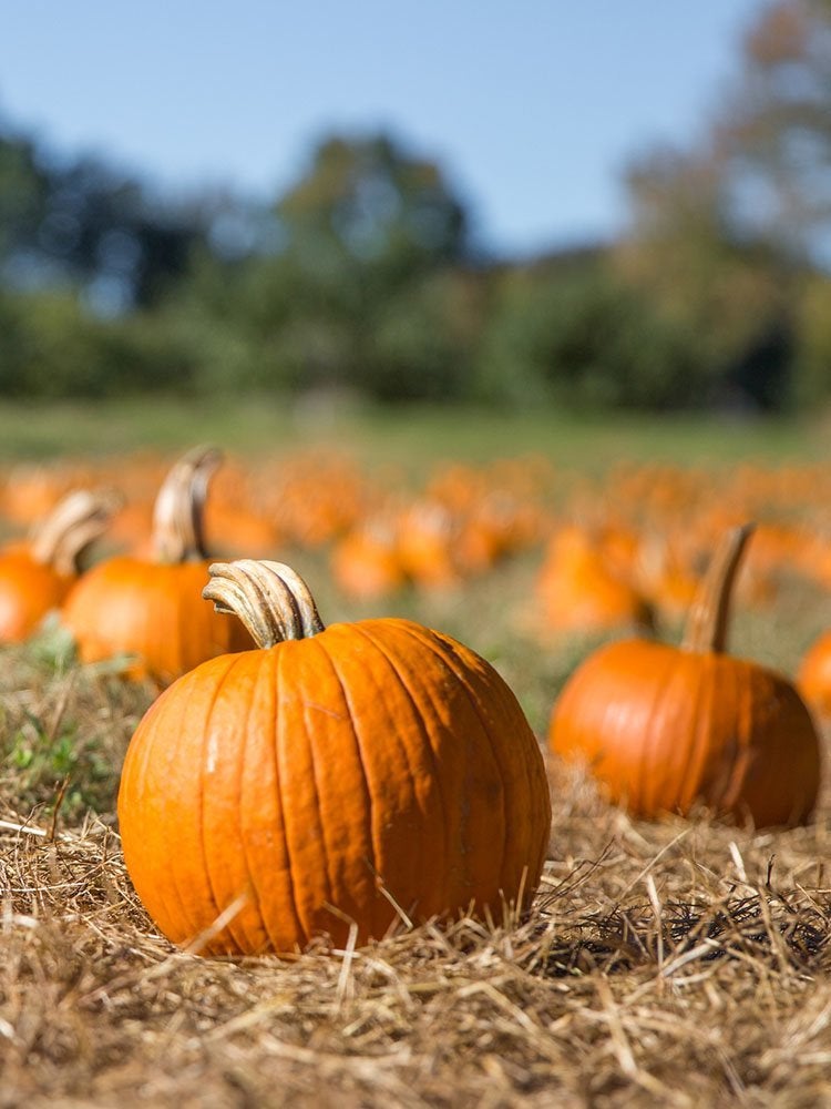 Les 22 expositions de citrouilles les plus cool du pays