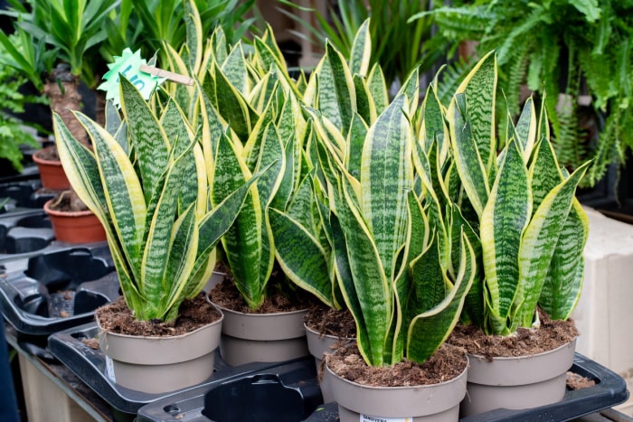 15 variétés de plantes serpent pour une décoration de salon nécessitant peu d'entretien