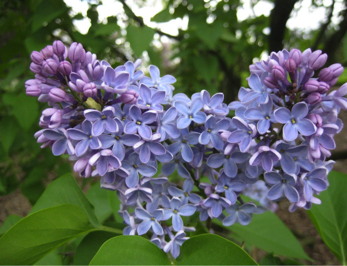 variétés de lilas