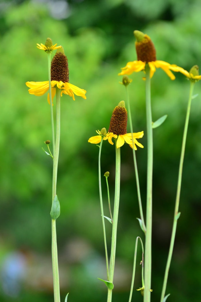 15 plantes qui attirent les libellules