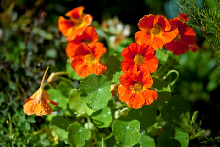 Fleurs de capucine orange avec des feuilles vertes.