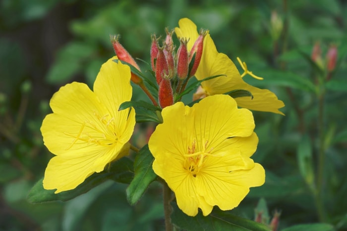 fleurs qui attirent les papillons - l'onagre