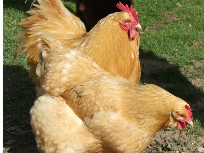 types de poulets