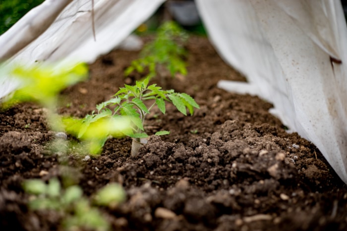 meilleur moment pour planter des tomates