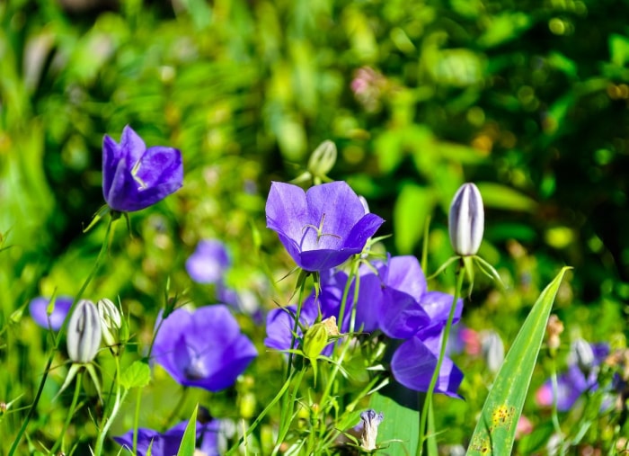 10 façons de laisser la nature faire le travail de jardinage à votre place