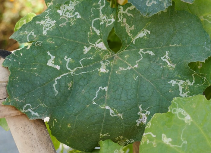 20 conseils pour éloigner toutes les bestioles de votre cour et de votre jardin