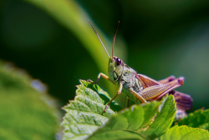 Sauterelle sur une feuille de plante