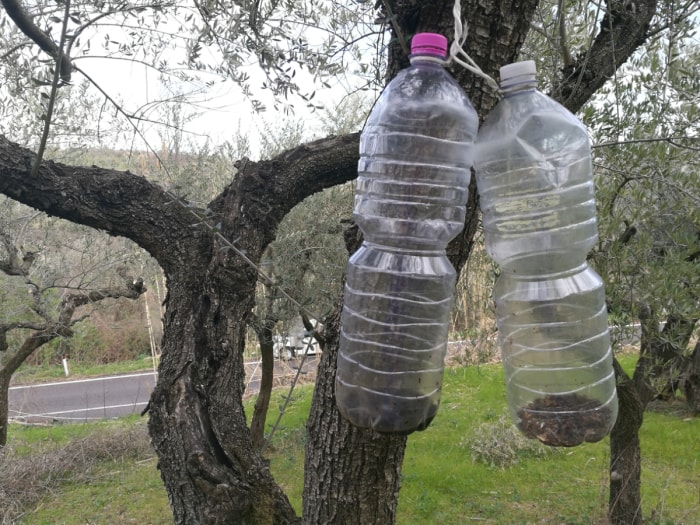 Pièges à guêpes fabriqués avec des bouteilles en plastique.