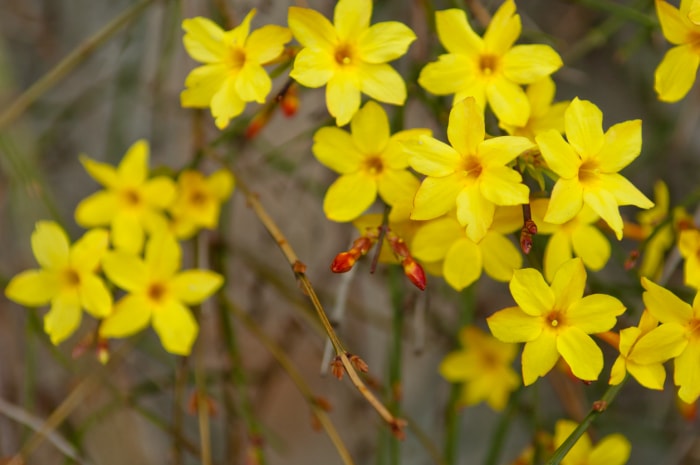 Jasmin d'hiver ou Jasminum nudiflorum, arbuste caduc fleurissant avec des fleurs jaunes au début du printemps