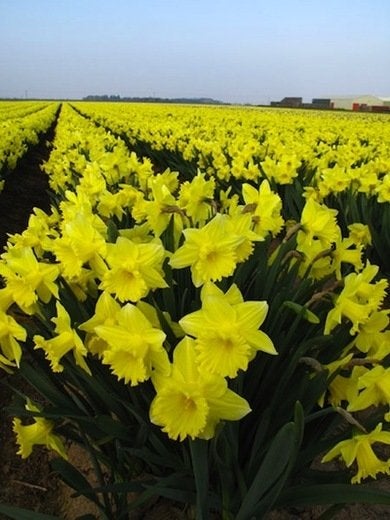 9 jonquilles pour égayer votre jardin