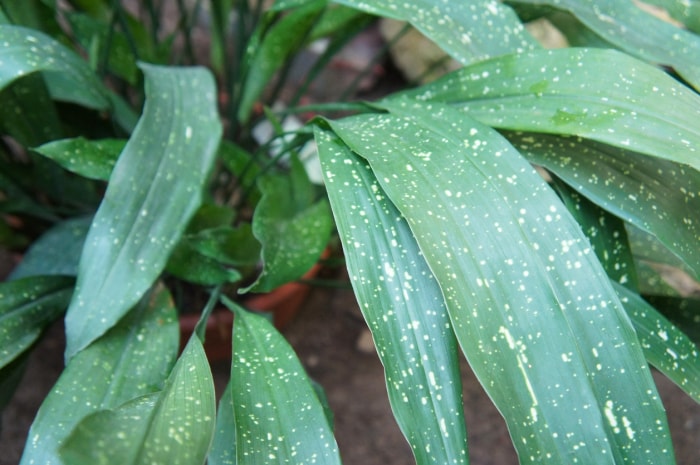 Plante Aspidistra elatior à grandes feuilles vertes avec des taches jaunes en pot