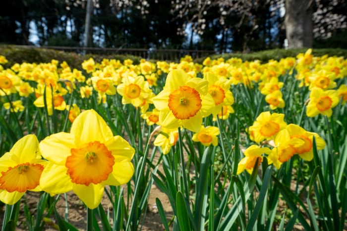 Fleurs de jonquilles jaunes