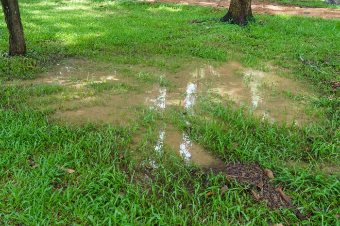 Une flaque d'eau dans la pelouse après une forte pluie