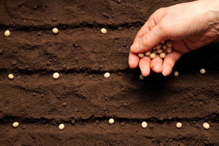 Une poignée de graines rondes sont plantées en rangées organisées dans un sol fertile.