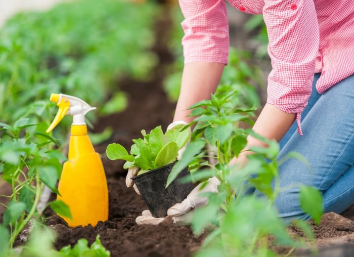 11 conseils de jardinage séculaires à ignorer complètement