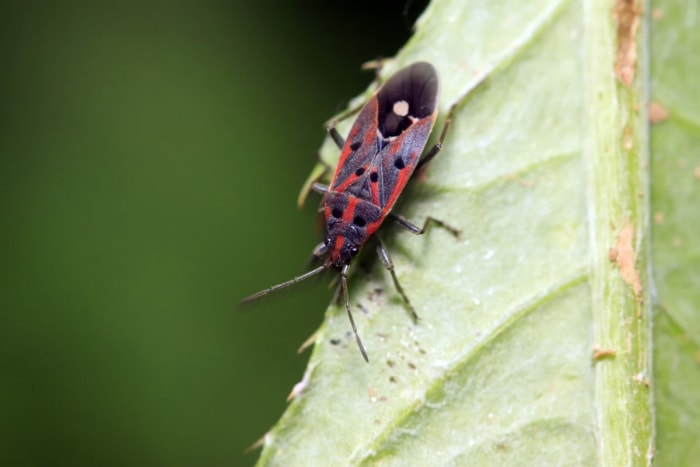 Comment reconnaître et réparer les dégâts causés par les punaises des céréales